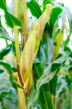 Corn on the stalk in the corn field Stock Photos