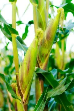 Corn on the stalk in the corn field Stock Photos