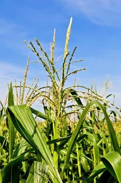 Corn stalk in a cornfield Foto stock