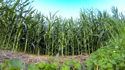 Corn Stalk Crop Stock Footage 58784298
