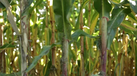 Corn Stalk Crops CU Video stock 35825075
