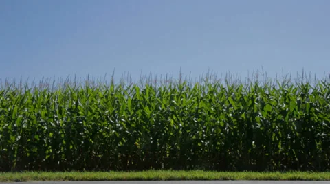 Corn Stalk Crops Stock Footage 35824943