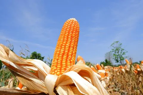 Corn on the stalk dry corn Stock Photos
