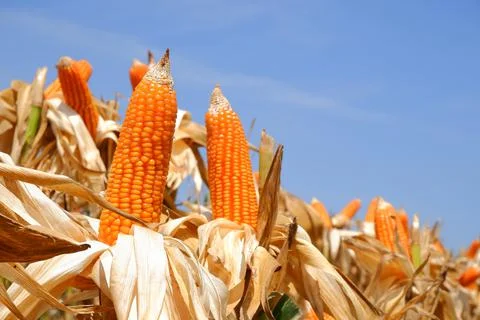 Corn on the stalk dry corn Stock Photos