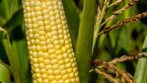 Corn on the stalk in the field. Close up. Stock Photos