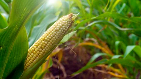 Corn on the stalk in the field. Close up. Sammer day. Stock Photos