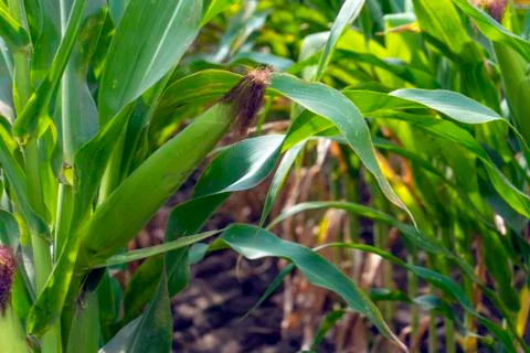 Corn on the stalk in the field. Close up. Sammer day. Stock Photos