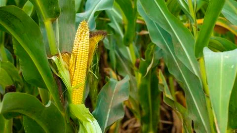 Corn on the stalk in the field. Close up. Sammer day. Stock Photos