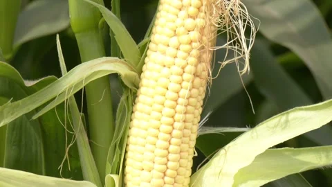 Corn on the stalk in the field. Stock Footage 252484657