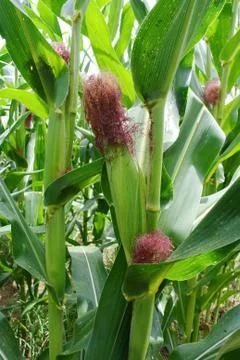 Corn on the stalk in the field Stock Photos