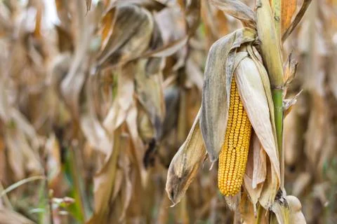 Corn on the stalk in the field Stock Photos