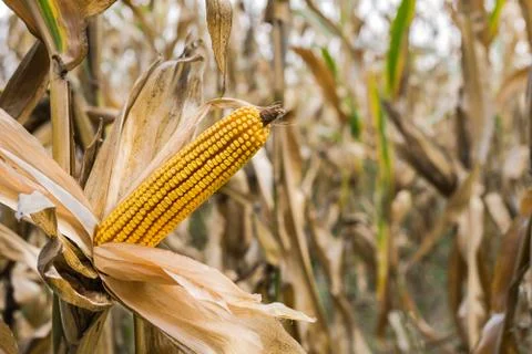 Corn on the stalk in the field Stock Photos