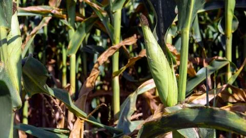 Corn on the stalk in the field. Stock Photos