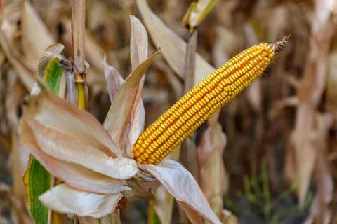 Corn on the stalk in the field Stock-Fotos