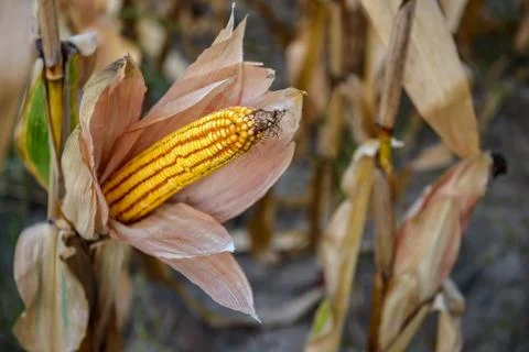 Corn on the stalk in the field Stock Photos