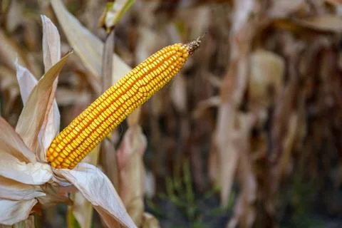 Corn on the stalk in the field Stock Photos