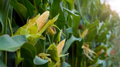 Corn on the stalk in the field. Sammer day. Stock Photos
