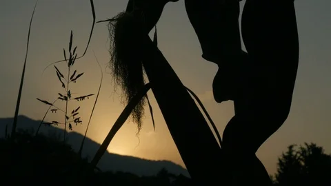 Corn on the stalk in the field. Silhouette of corn stalk tassels in front of a Stock Footage 116525192