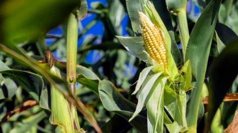 Corn on the stalk in the field. Summer. Stock Photos