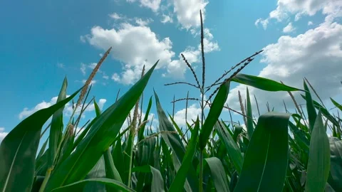 Corn Stalk in Field - Tassels Stock Footage 247337088