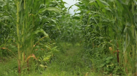 Corn Stalk 動画素材 594599