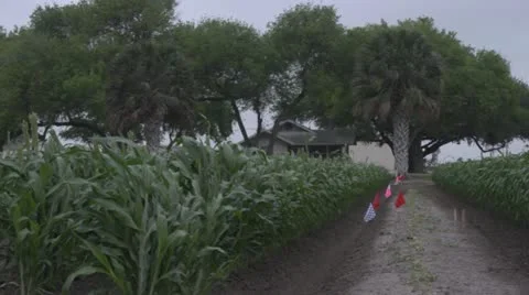 Corn Stalk Stock Footage 11870668