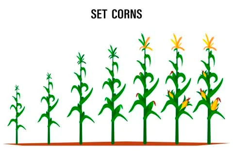 Corn stalk. Isolated corn on white background Stock Illustration