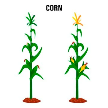 Corn stalk. Isolated corn on white background Stock Illustration
