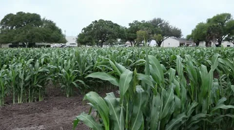 Corn Stalk Panning Stock Footage 11876652