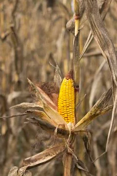 Corn on the stalk Stock Photos