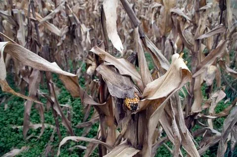 Corn on the stalk Stock Photos