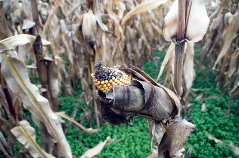 Corn on the stalk Stock Photos