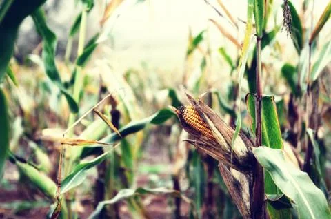 Corn on the stalk Stock Photos