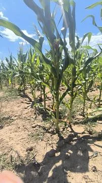 Corn stalk 库存照片