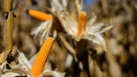 Corn on stalk. Ready for harvest. Rack focus C Stock Footage 106839657