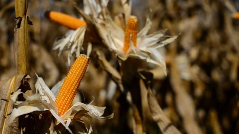 Corn on stalk. Ready for harvest. Static B Stock Footage 106839664