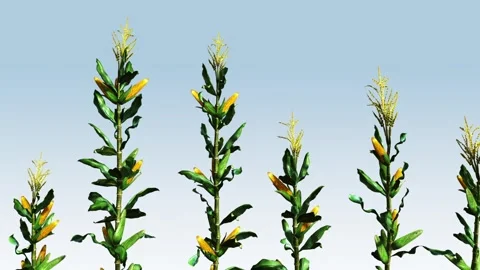 Corn Stalk row Close-up Stock Footage 308712132