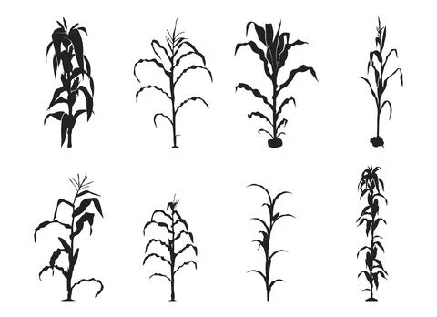 Corn stalk silhouette, Corn tree svg, corn Svg, Corn stalk vector Stock Illustration