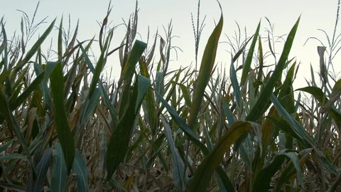 Corn stalk slider towards fall Video stock 95960458