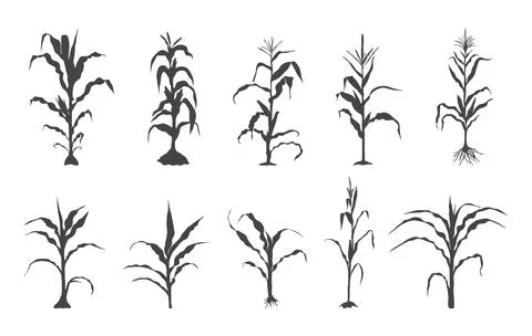 Corn stalk svg, Corn stalk silhouette, Corn tree svg, Corn tree silhouette Stock Illustration