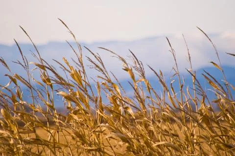 Corn Stalks Against Mountain Background Stock Photos