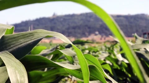 Corn stalks and field with light breeze Stock Footage 39999636