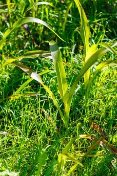 Corn stalks and grass in sunlight Stock Photos