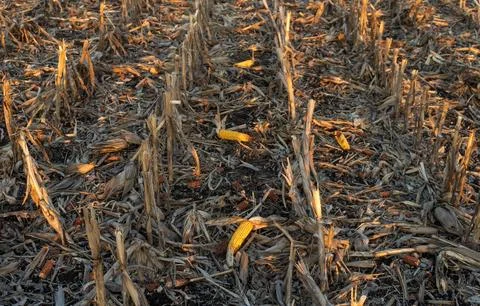 Corn stalks are left in the field after the harvest. Ears of corn are scatt.. Stock Photos