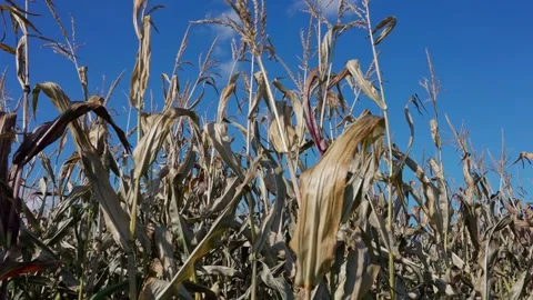 Corn stalks in autumn Stock Footage 328352696