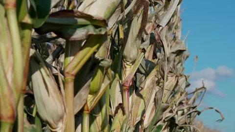 Corn stalks in autumn Stock Footage 328352760