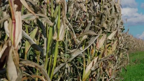 Corn stalks in autumn Stock Footage 328352792