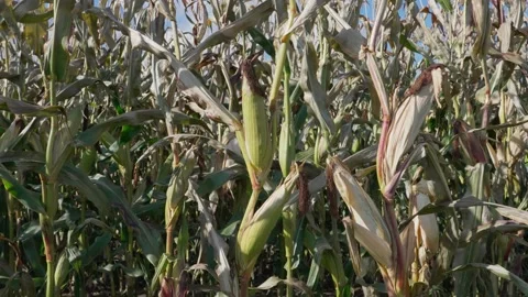 Corn stalks in autumn Stock Footage 328352825
