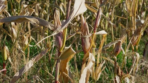 Corn stalks in autumn Stock Footage 328352874