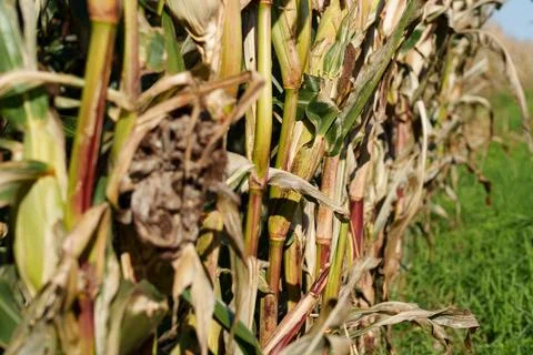 Corn stalks in autumn Stock-Fotos
